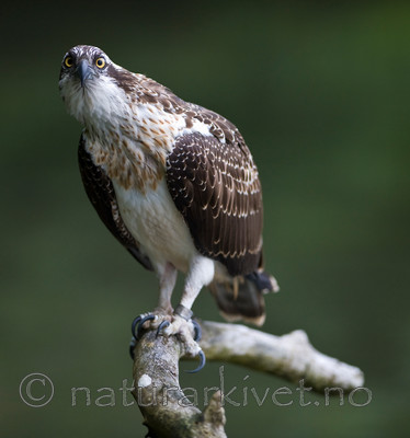 BB 12 0043 / Pandion haliaetus / Fiskeørn